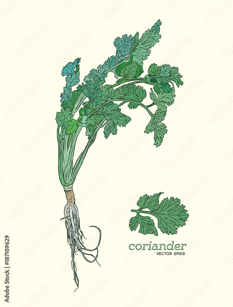 Sticker coriander vector hand drawn illustration set.