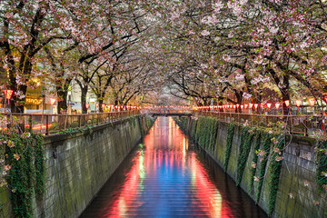Cherry blossom trees in Tokyo, Japan