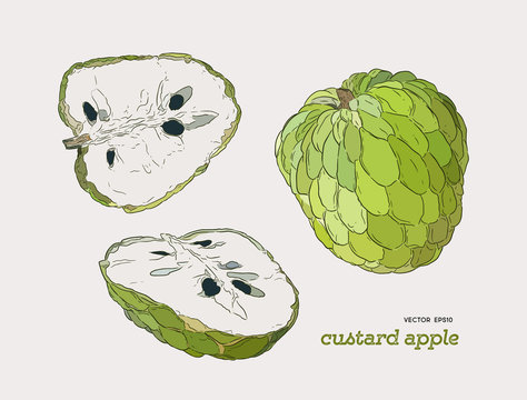 Sugar-apple hand drawn illustration vector set.