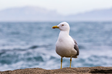 gull in close up