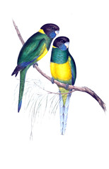 Obraz premium Illustration of parrot.