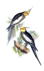 Fototapeta premium Illustration of parrot.