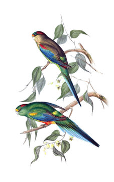 Illustration of parrot.