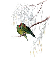 Illustration of bird. 