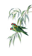 Illustration of bird. 