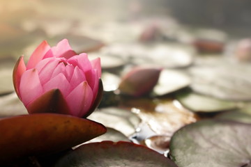 pink water lily blossom on pond with lotus leafs in bright sunny light mood - background blankend out blurry - copy space for inspirational text