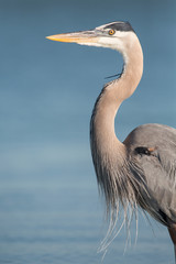 Great blue heron portrait (Ardea herodias), Florida, United States
