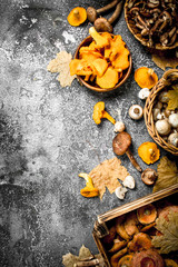 Different mushrooms in a boxes.