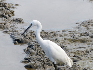 The Little Egret (Egretta garzetta) walking to find some food