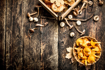 Fresh mushrooms, honey agarics and chanterelles.