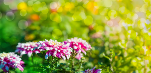 Flowers in garden