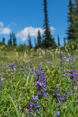 Purple Lupine in Front of Bear Grass
