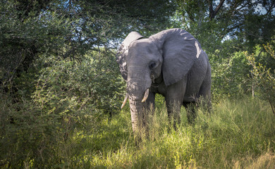 wild elephant animal in kruger national parc