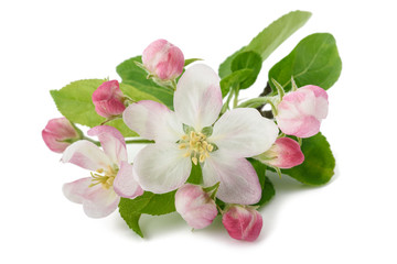 Apple Flowers with buds