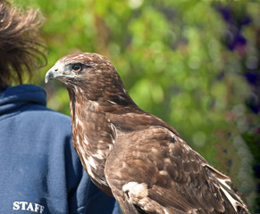 Steinadler