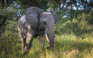Obraz premium wild elephant animal in kruger national parc