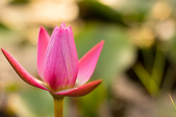 Fototapeta premium lotus flower natuer