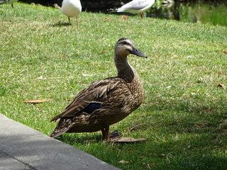 川辺に佇むカモ