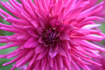 Dahlia rose en été au jardin