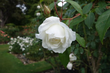白いバラの花