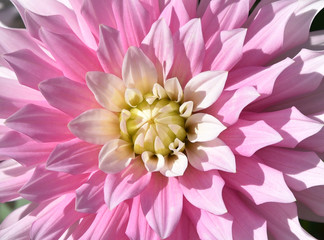 Fototapeta premium Dahlia rose en été au jardin