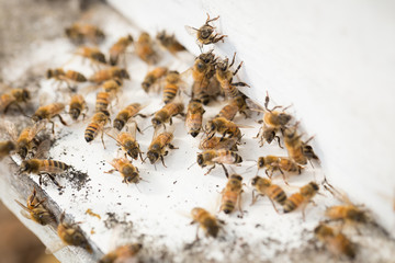 Bees find food and keep in White bee boxes