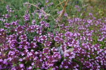 Naklejka premium 紫色の野草の花