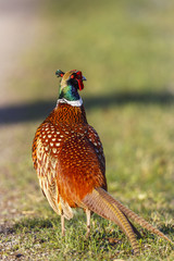 Fototapeta premium Phasan bird from behind