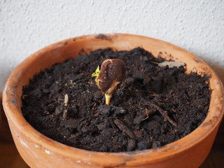 Brote de almendra recién germinada. Almendro.