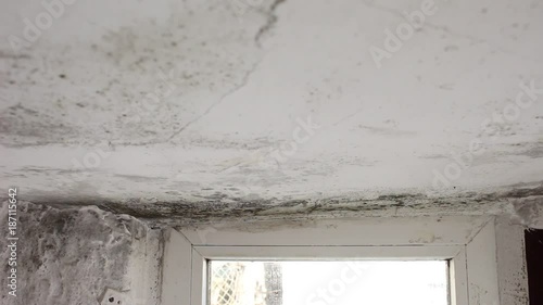 Mold In House On Walls Ceiling Windows Mold In The
