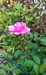 Beautiful pink rose in the garden