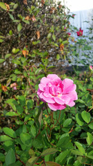 Beautiful pink rose in the garden