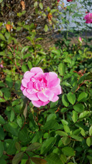 Obraz na płótnie Canvas Beautiful pink rose in the garden