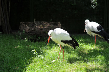 Storch steht auf der Wiese