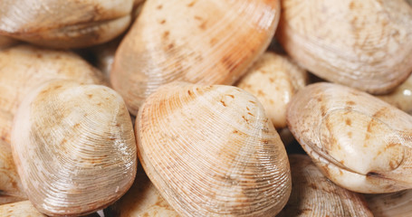 Fresh uncooked clam seafood