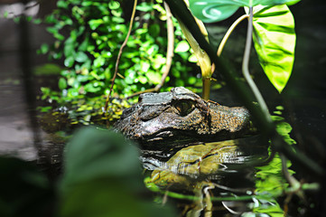 Kaiman / Krokodil liegt im Wasser
