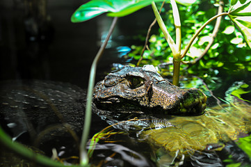 Naklejka premium Kaiman / Krokodil liegt im Wasser