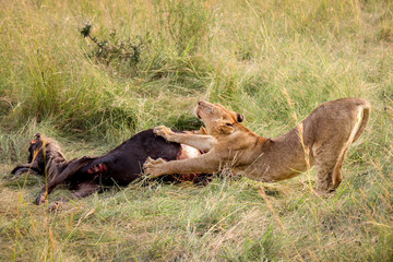 Sub-adult young male Wild East African Lions - Scientific name: Panthera leo melanochaita - Stretching out over a Freshly Killed Bloody Wildebeest Gnu