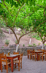 Street cafe under trees