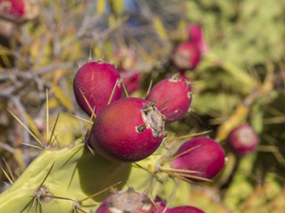 close up ripen red Indian fig opuntia tropic cactus fruit on plant prickly pear on green background