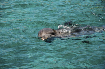 Dolphins in Caribbean Sea water