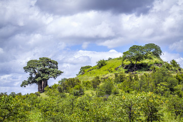 Baobab tree in raining season in Kruger National park, South Africa