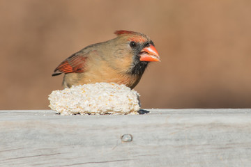 With a bokeh background, the photographer draws attention to this beautiful feeding female cardinal in Missouri.