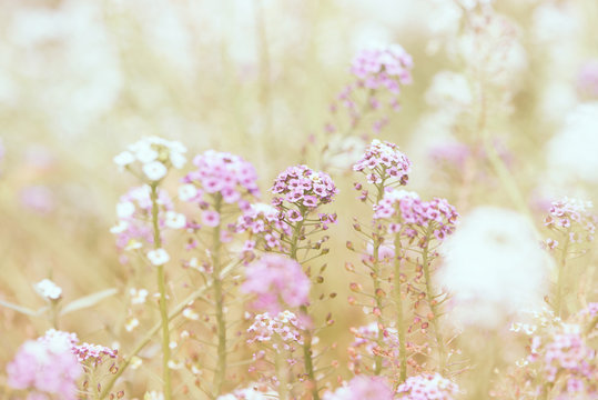 Fototapeta Pink and white summer flowers in a meadow