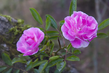 rose in the gardenPink rose in the garden