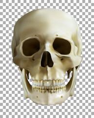 human skull on transparent background. realistic vector. vector