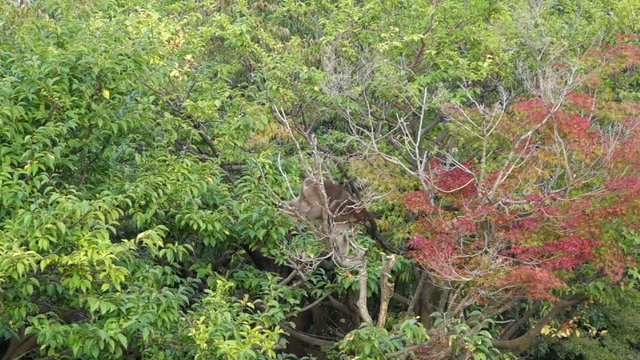 Japanese macaque monkeys playing and jumping in a tree in Arashiyama, Kyoto, Japan