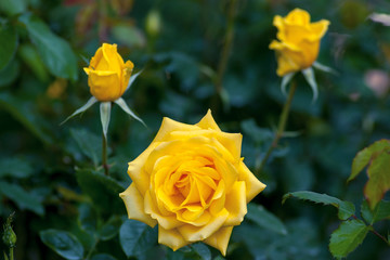 rose in the gardenPink rose in the garden