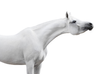 Obraz na płótnie Canvas Gray arabian horse on white background isolated