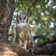 Verreaux's Eagle-Owl in Kruger National park, South Africa